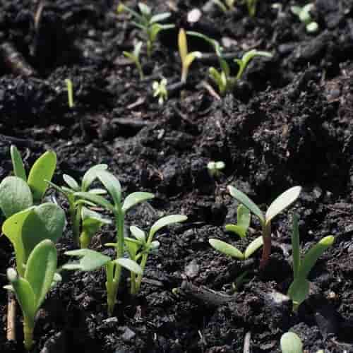 The Seed That Fell On Good Soil