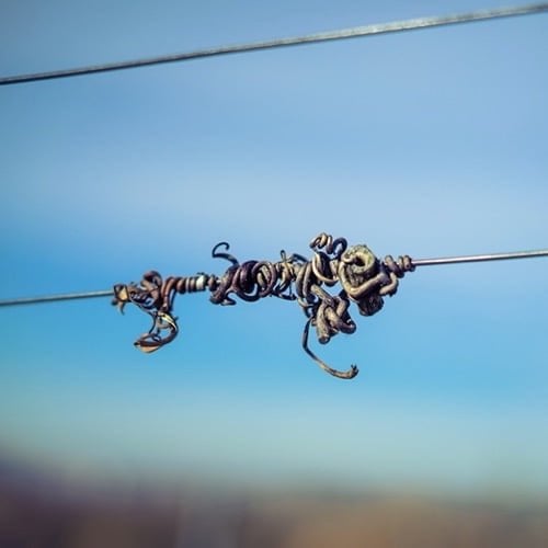 Connected To The Vine