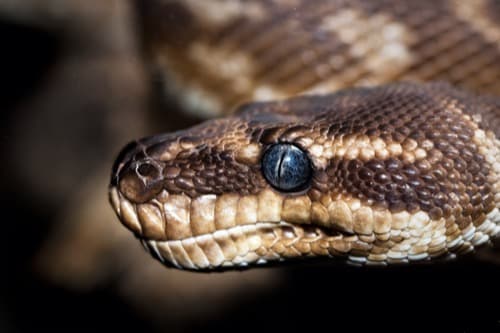 Can You Spot The Snake?