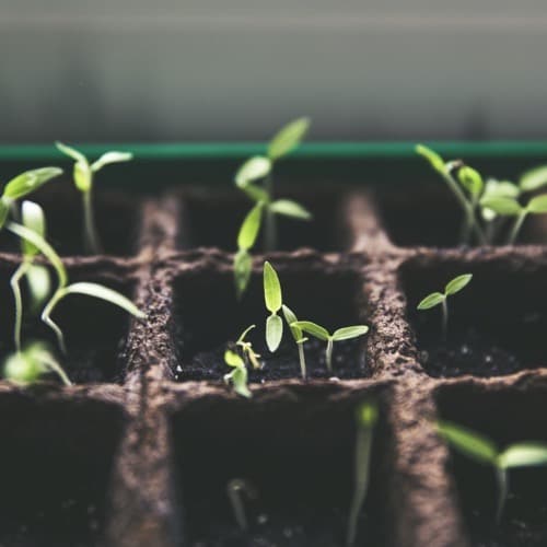 Imperishable Seed