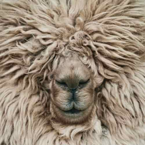 Pulling the Wool From Our Eyes episode artwork