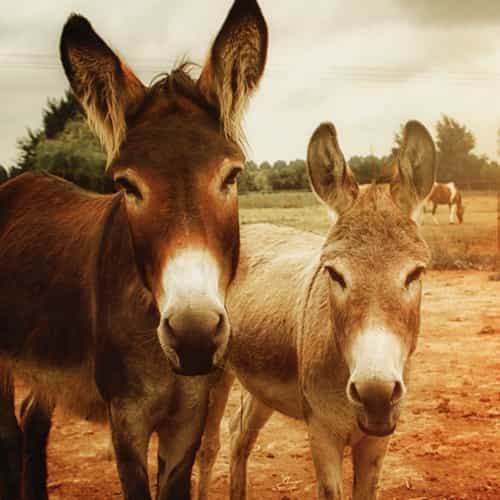 Why A Donkey?