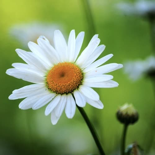 He Loves Me, He... Loves Me