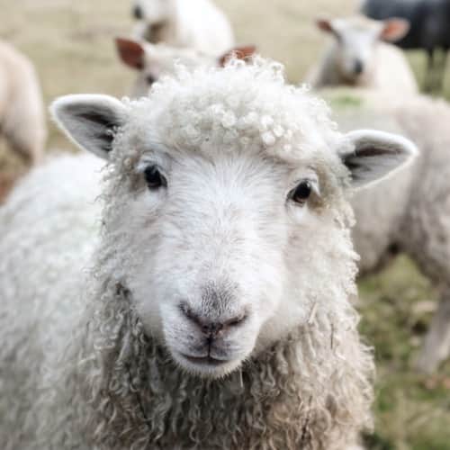 You're a Sheep, His Sheep ... That's Good!