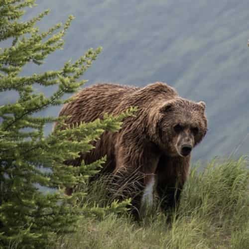 Meeting A Bear?