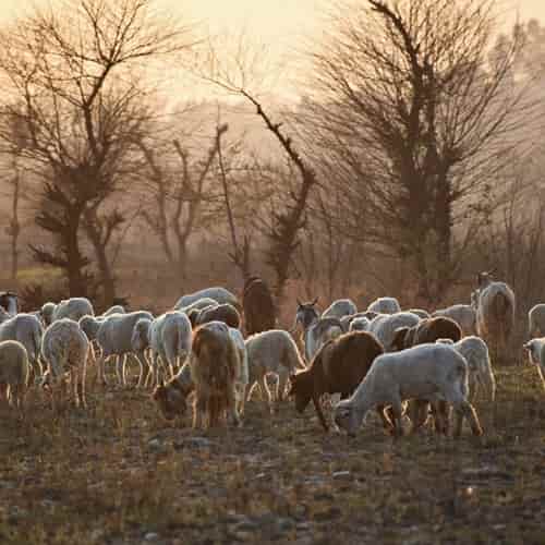 Sheep And Goats