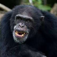 Episode 68 –Day 16 of the 31 Days of Halloween - The Gombe Chimpanzee War of 1974