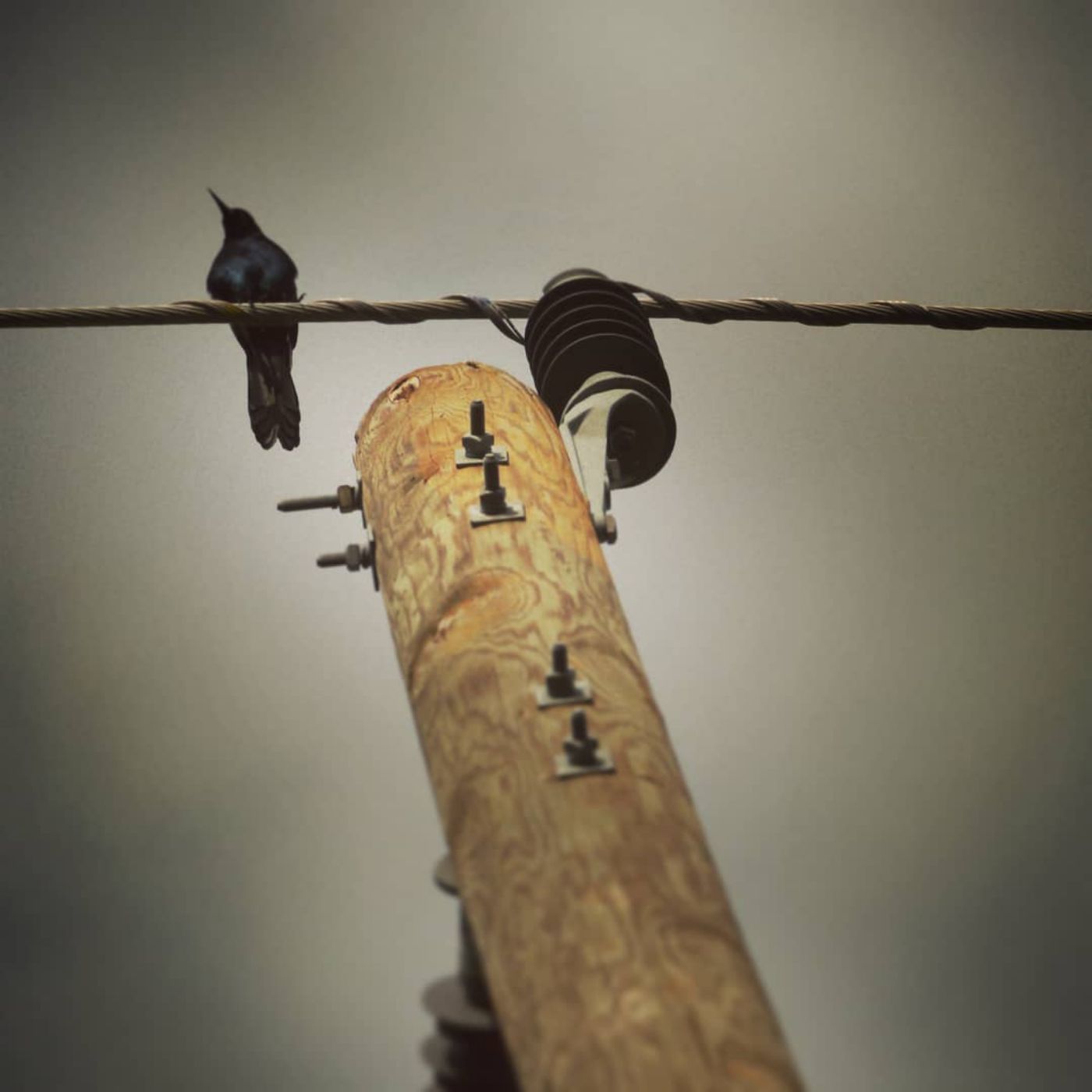 Quibling TarotCast