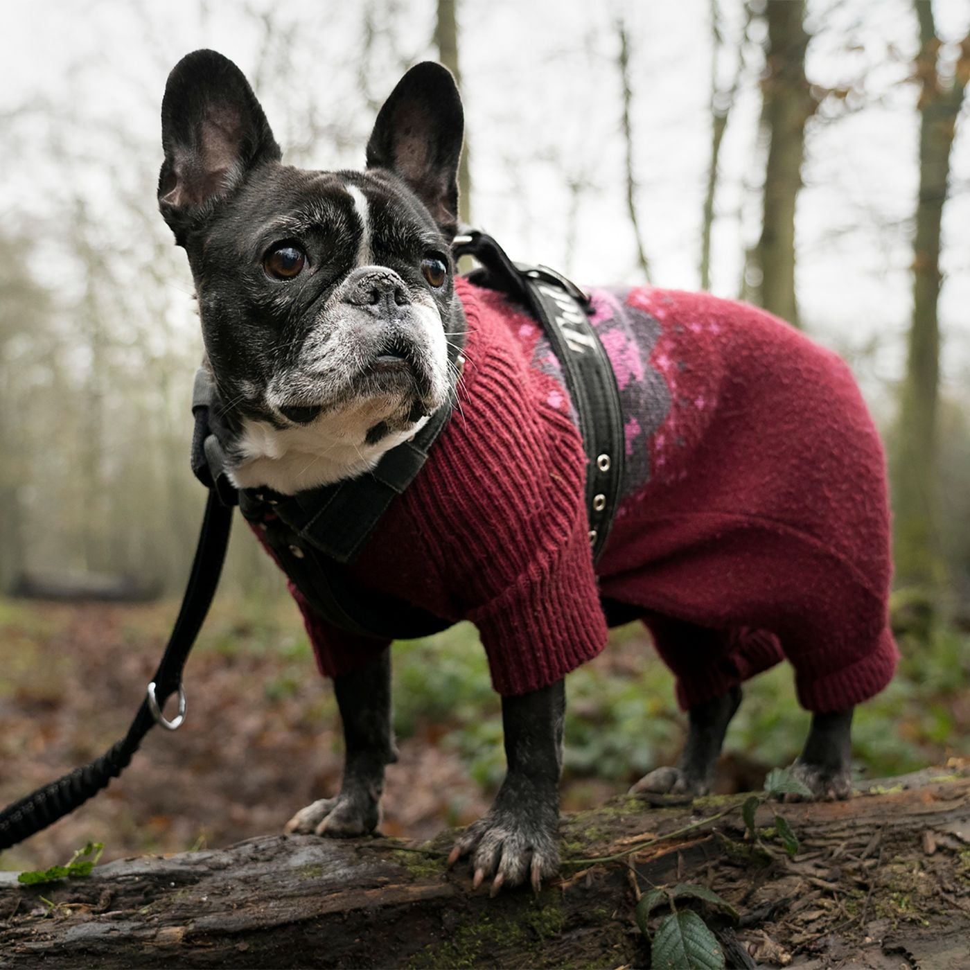 Paws on the Move: Adventures in Happy Dog Living