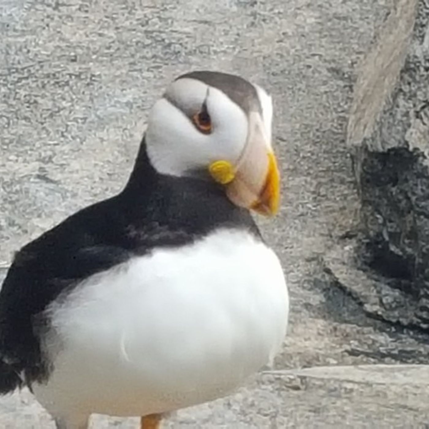 The Potent Puffin Podcast
