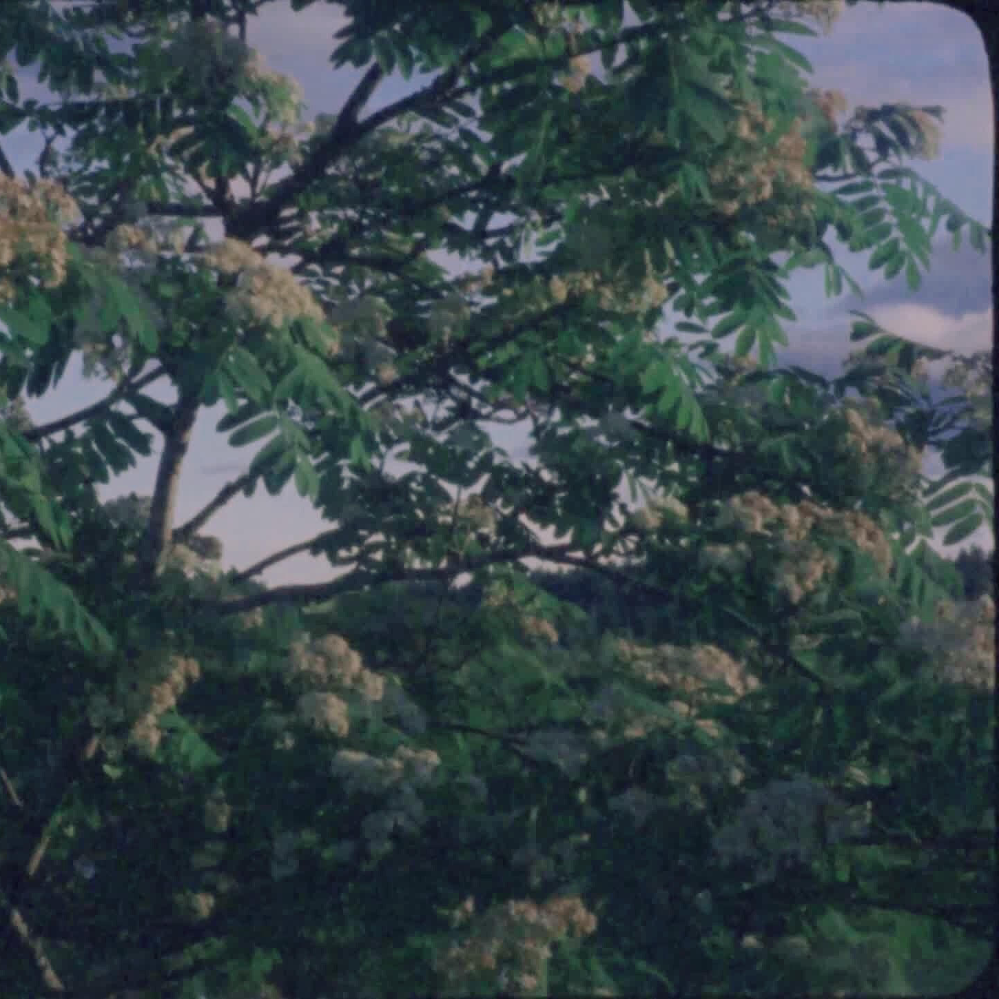 Crepe Myrtle episode artwork