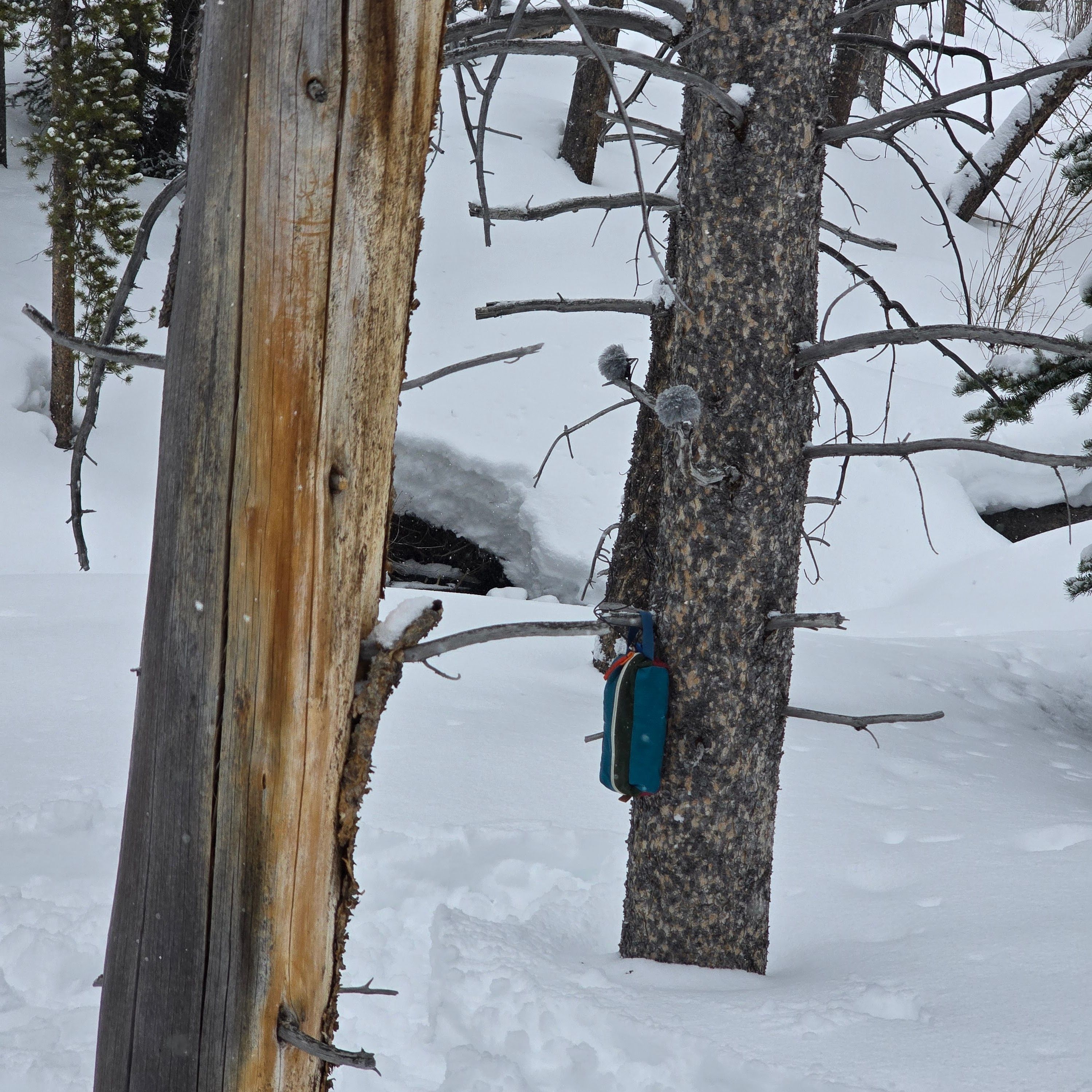Wilderness Soundscapes