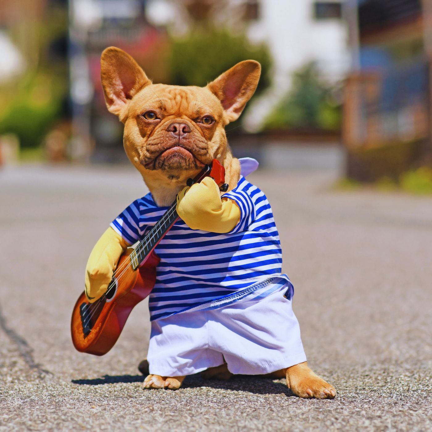 Paws, Style & Streetwear cover art