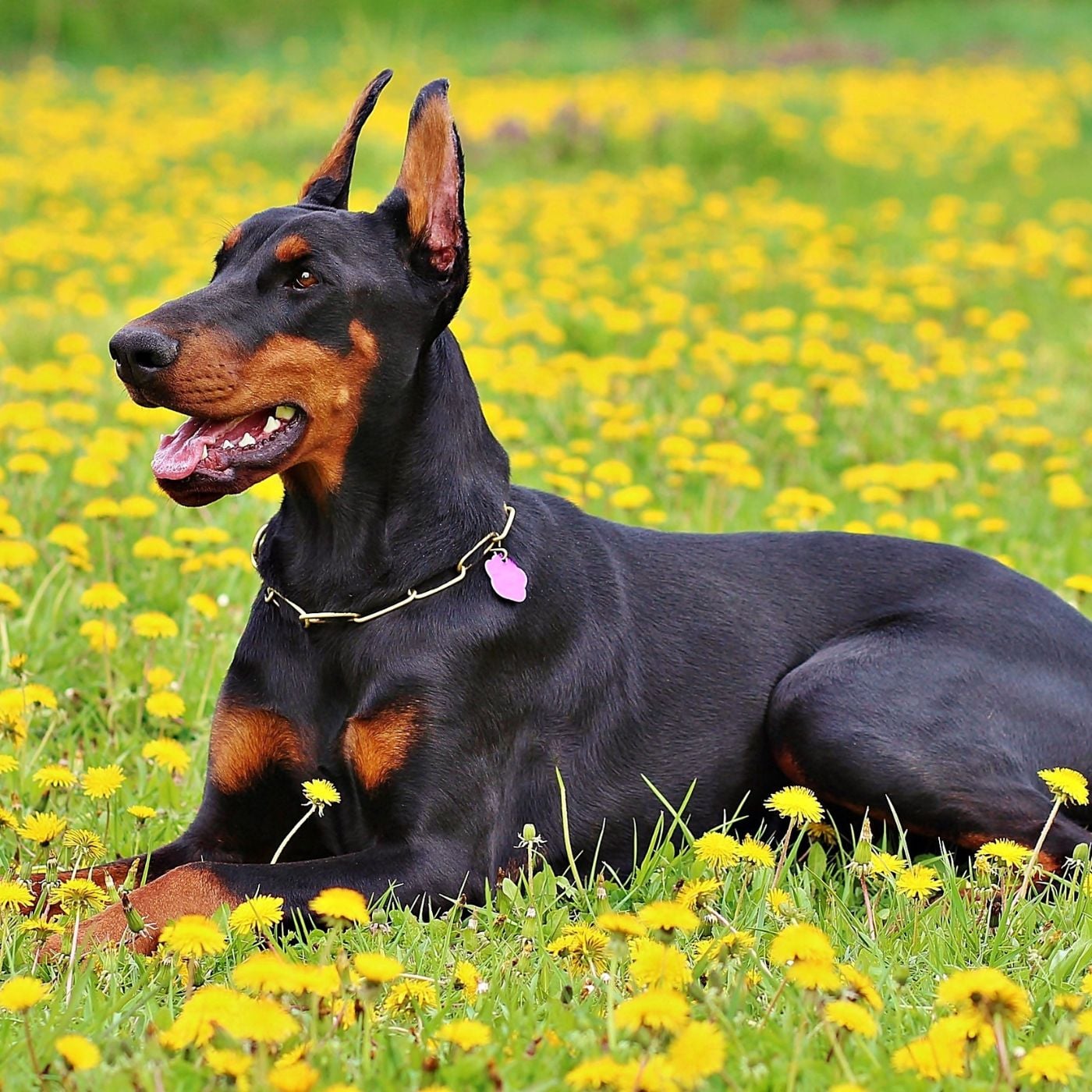 Stylish Steps: The Modern Dog Walking Podcast