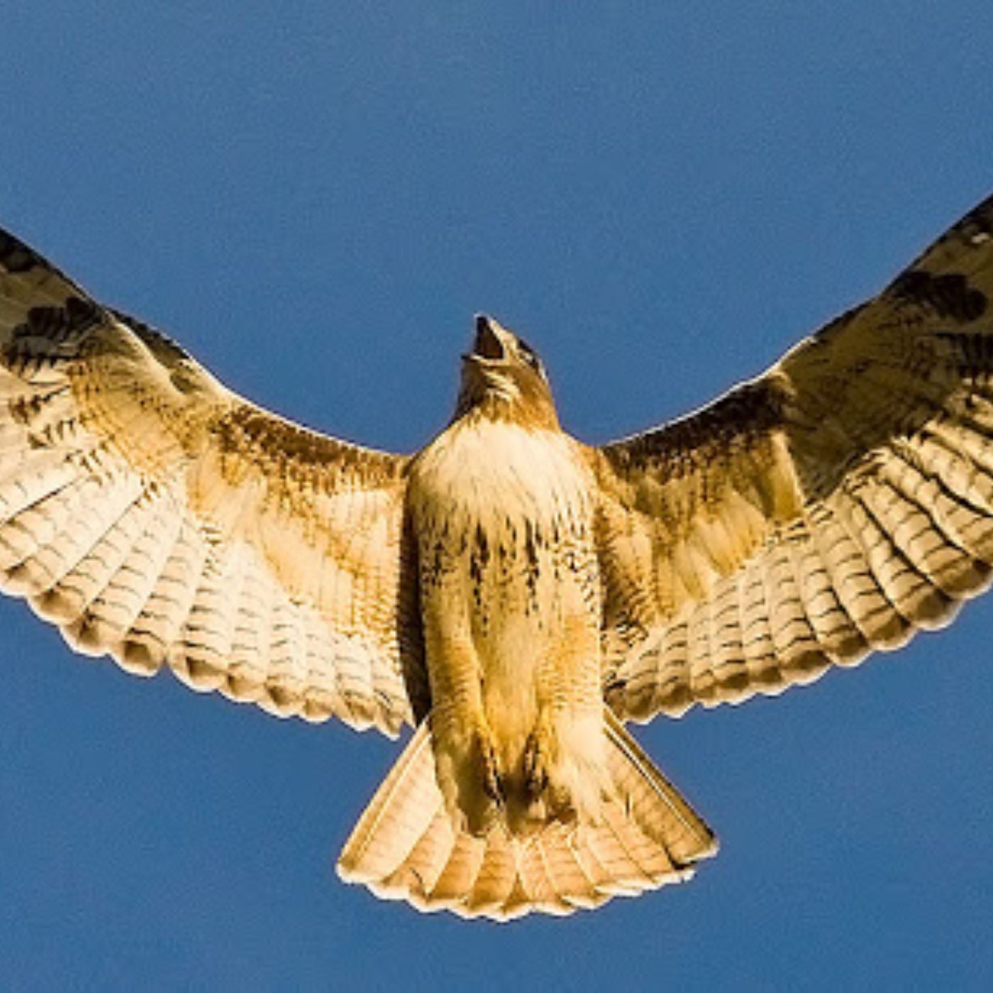 Fight 2 Flight w/Kelly & Mike