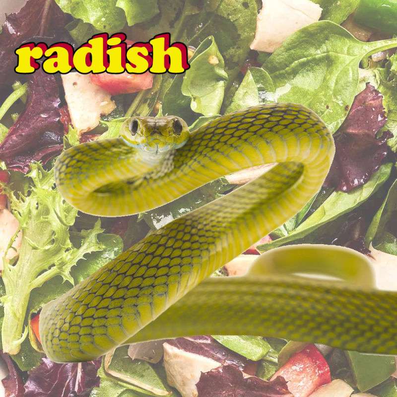 #234:Salad Snake & The Future Of Horror! episode artwork