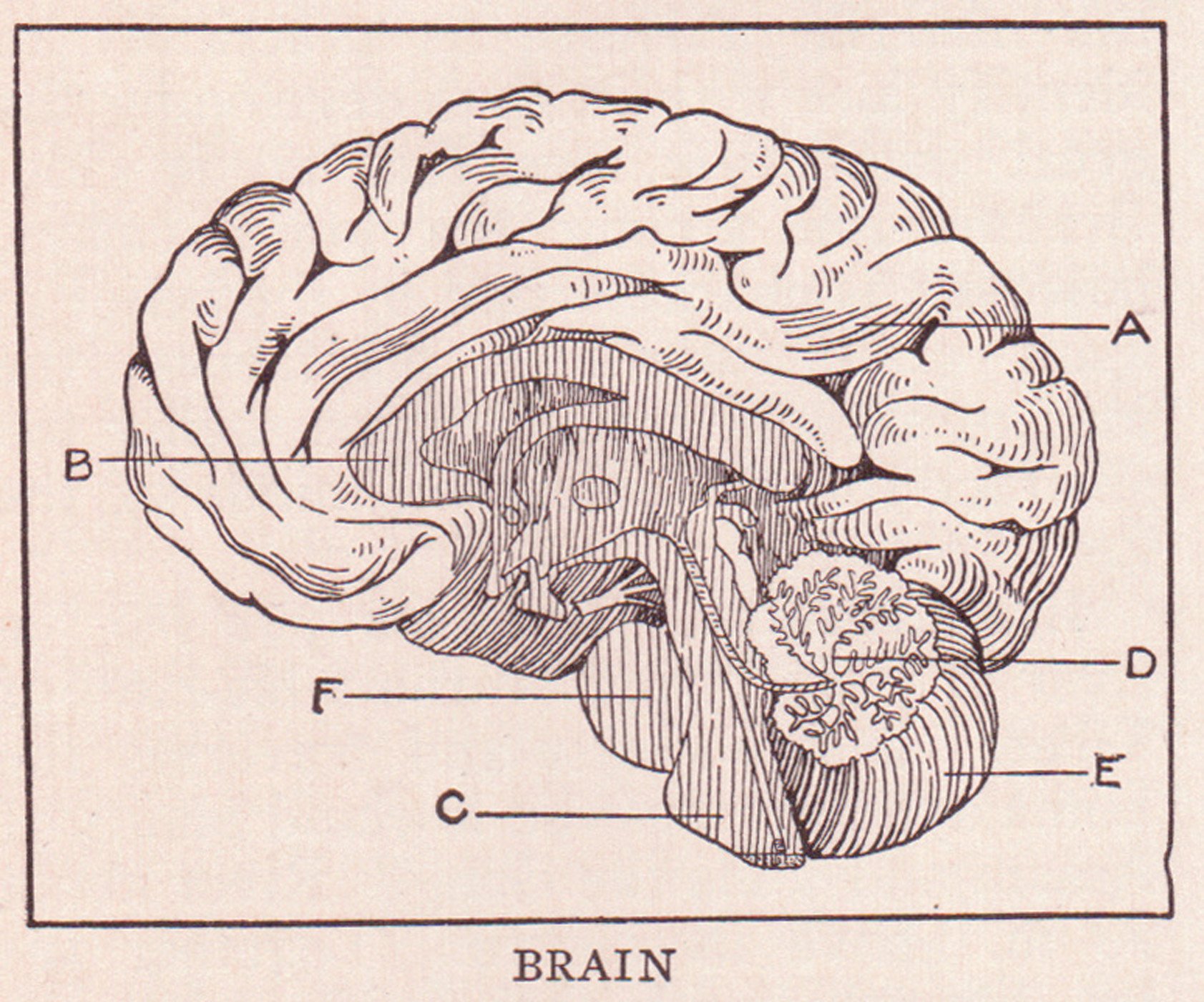 Evidence based Radio (1/27/23): Ancient Mystery Solving and Textbook Rewriting Fossils