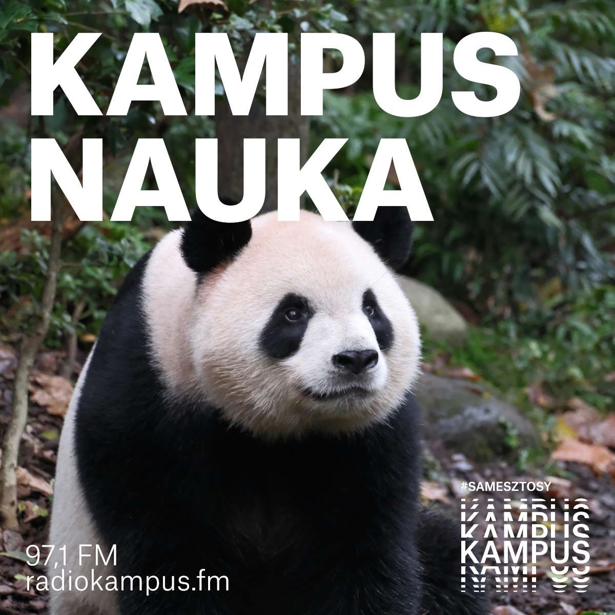 Najbardziej uroczy dyplomaci świata? Panda i wielka chińska polityka