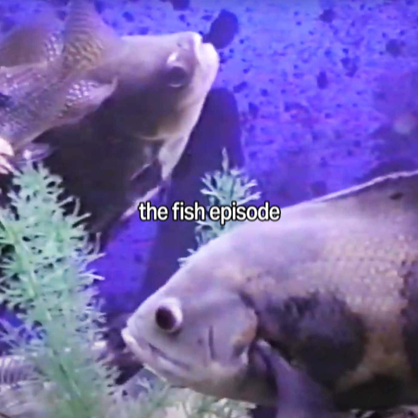 #95: The Fish Episode thumbnail