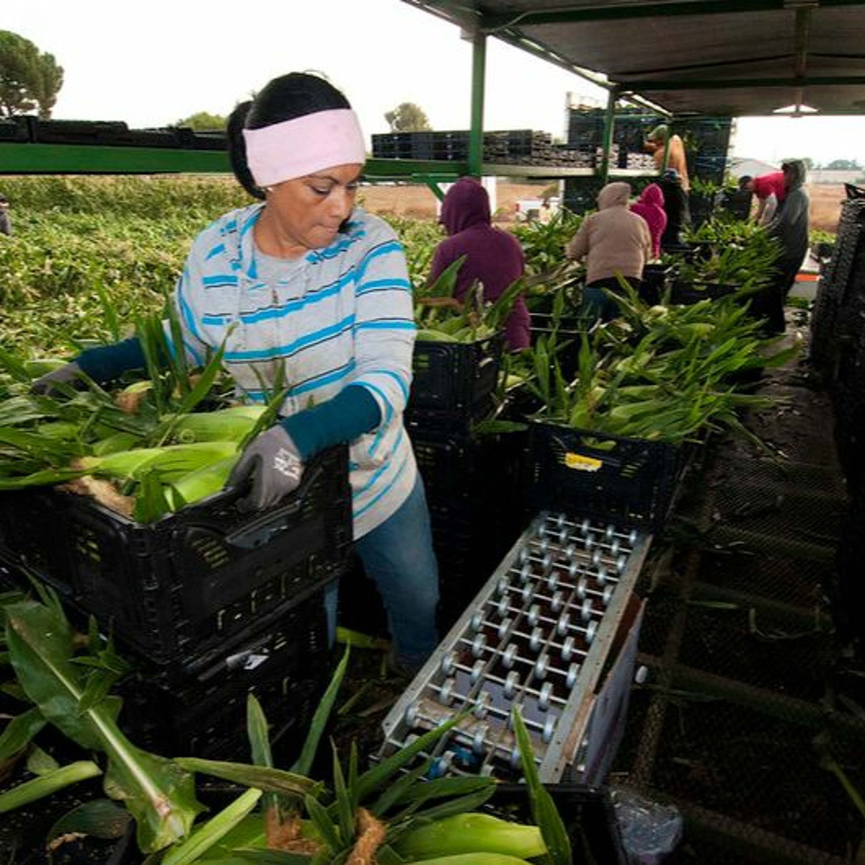 EP 21 - ICE raids, farmworkers, & COVID-19 w/ Seth M. Holmes, Miriam Magaña López, and Vera L. Chang